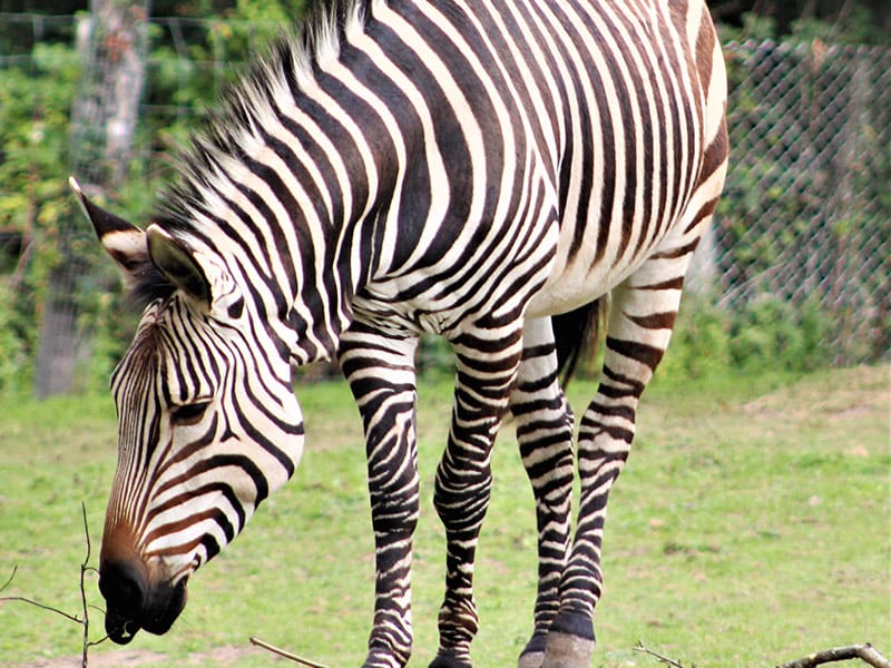 Hartmann's zebra at Blackpool Zoo