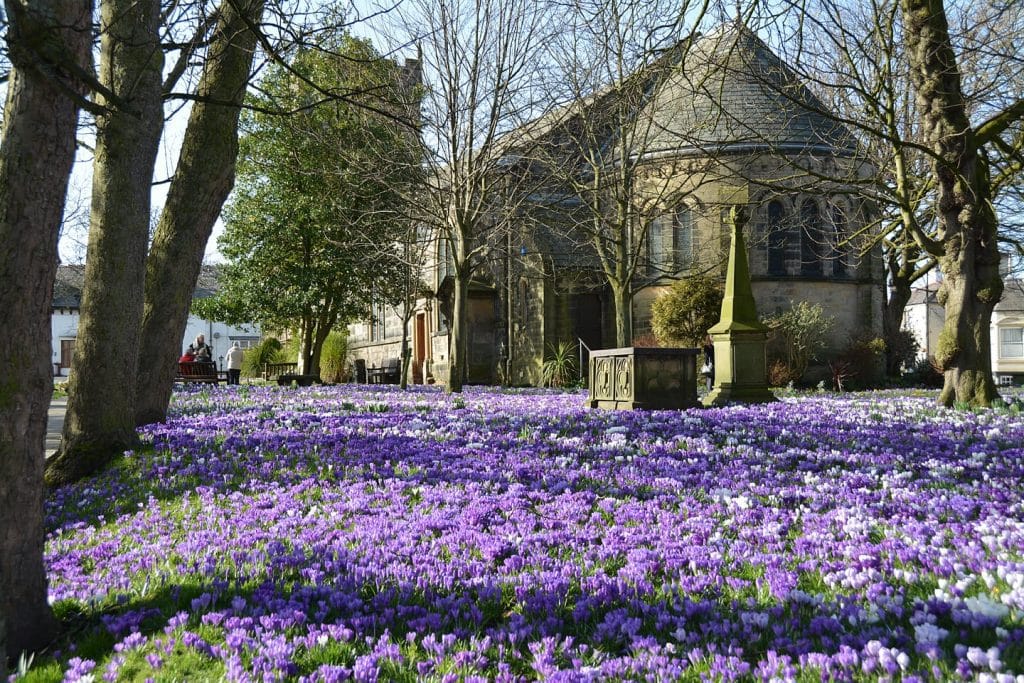 Crocuses blooming in St Chad's churchyard