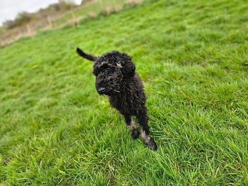 Dog-friendly holiday cottage